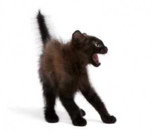 Frightened black kitten