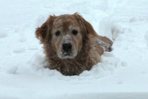 Pet in snow