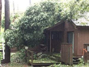 Tree falls on roof Carolina Trace