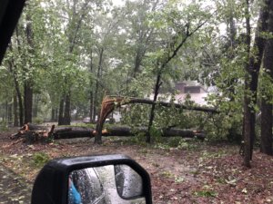 Carolina Trace tree down