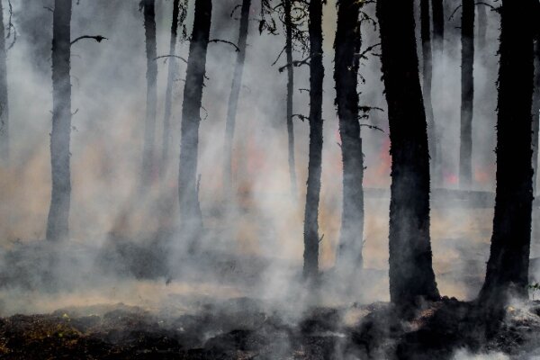 Picture of burned forest, smoke and flames in background